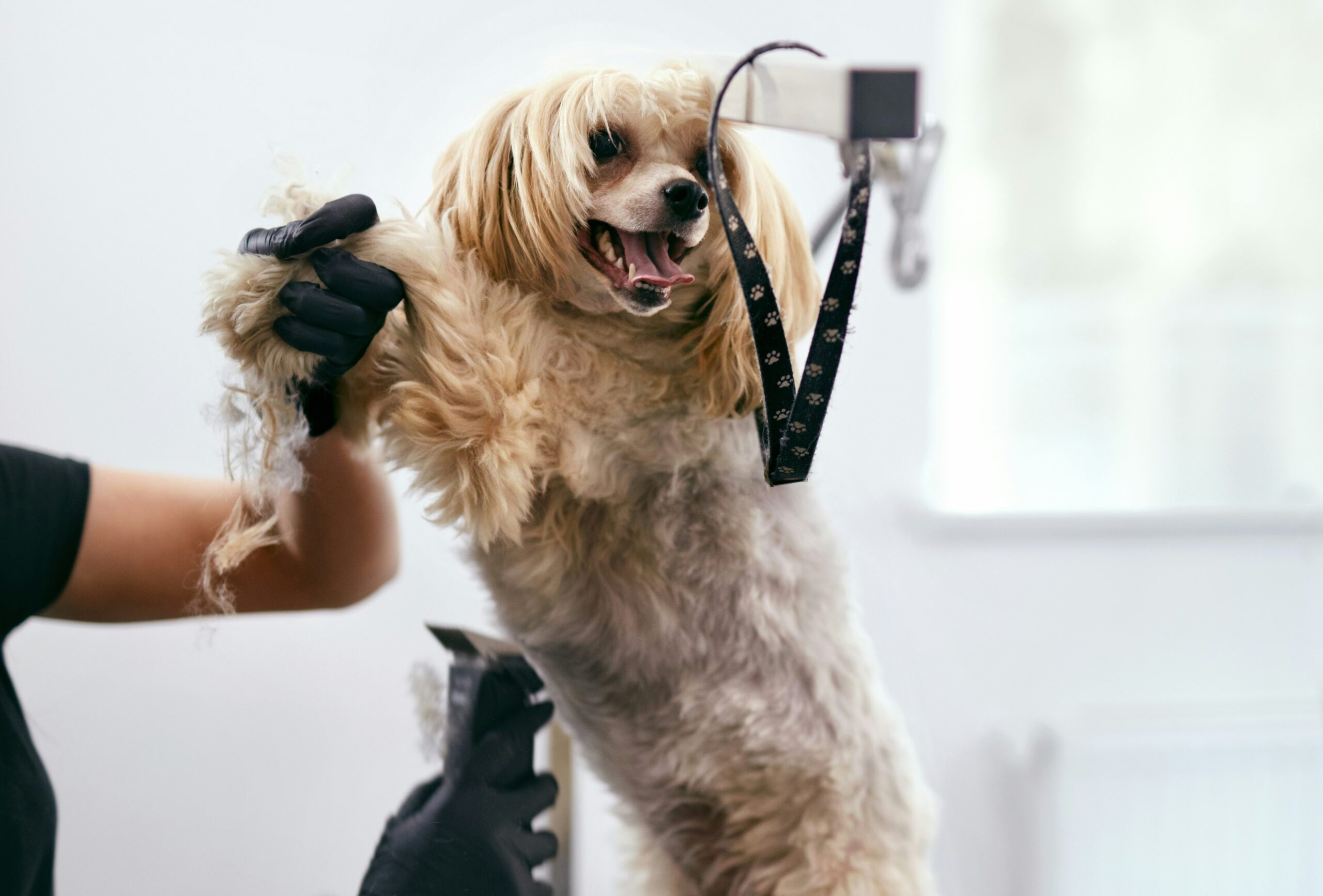 dog being clipped
