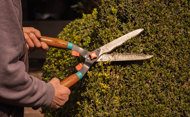 shears cutting a hedge